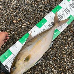 ヒレナガカンパチ