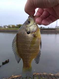 ブルーギルの釣果