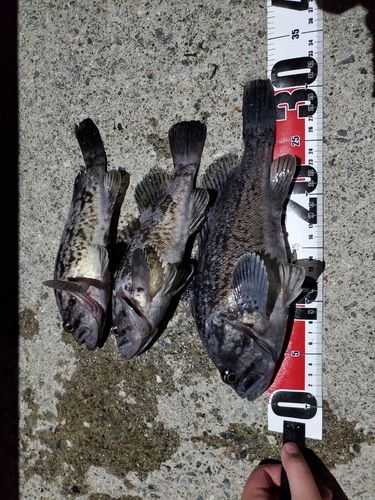 クロソイの釣果