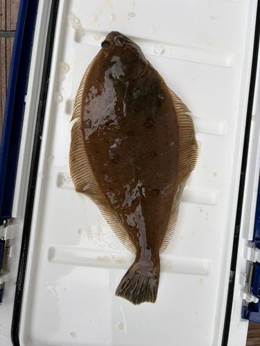 カレイの釣果