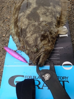 ヒラメの釣果