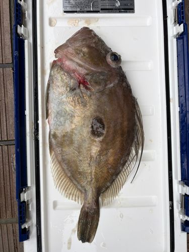 マトウダイの釣果