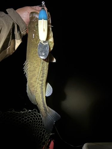 ラージマウスバスの釣果