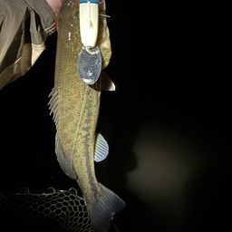 ラージマウスバス