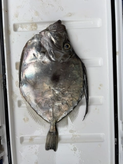 カガミダイの釣果