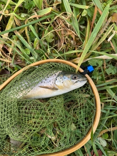 ブラウントラウトの釣果