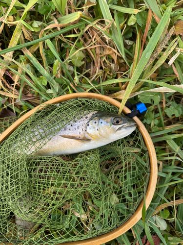 ブラウントラウトの釣果