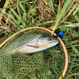 ブラウントラウト