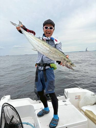 サワラの釣果
