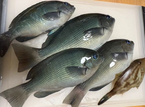 メジナの釣果