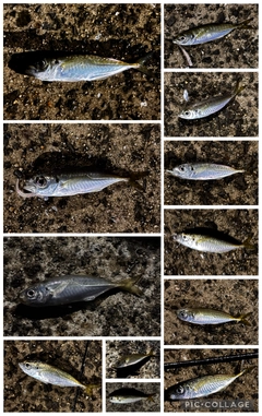 アジの釣果