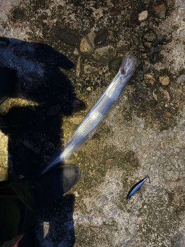 タチウオの釣果