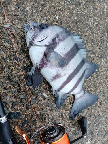 サンバソウの釣果