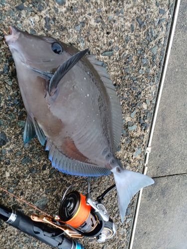 サンノジの釣果