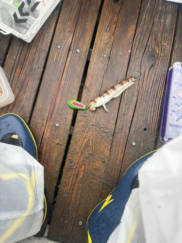 トラギスの釣果