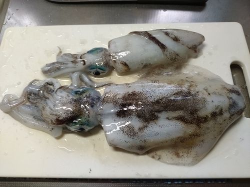 アオリイカの釣果