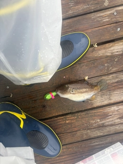 キタマクラの釣果