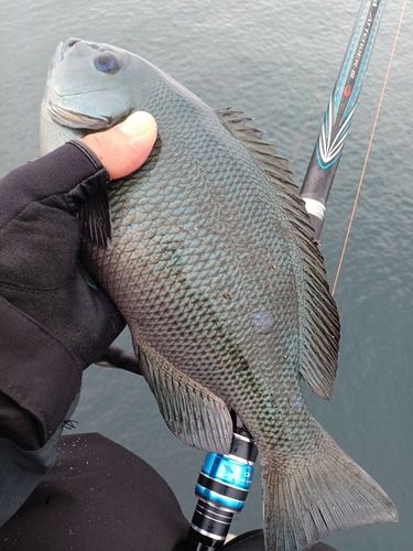 クチブトグレの釣果