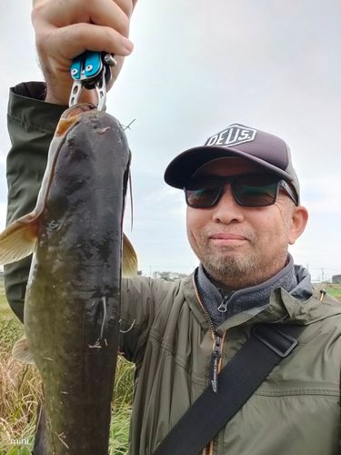 ナマズの釣果