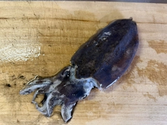 コウイカの釣果