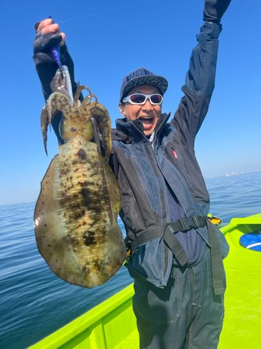 アオリイカの釣果