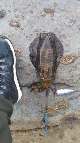 アオリイカの釣果