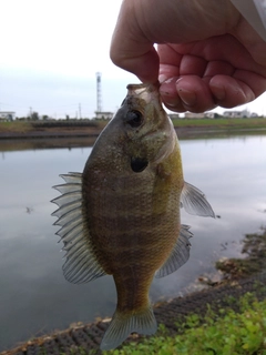 ブルーギルの釣果