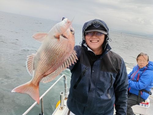 マダイの釣果
