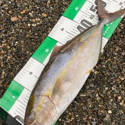 ヒレナガカンパチ