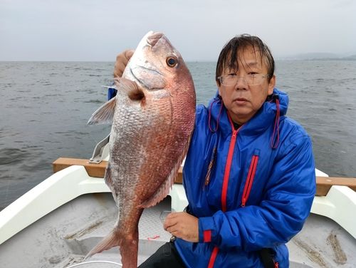 マダイの釣果