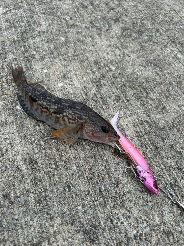 アイナメの釣果