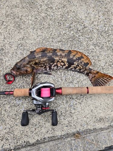 アイナメの釣果