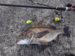 チヌの釣果
