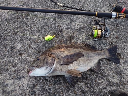 チヌの釣果