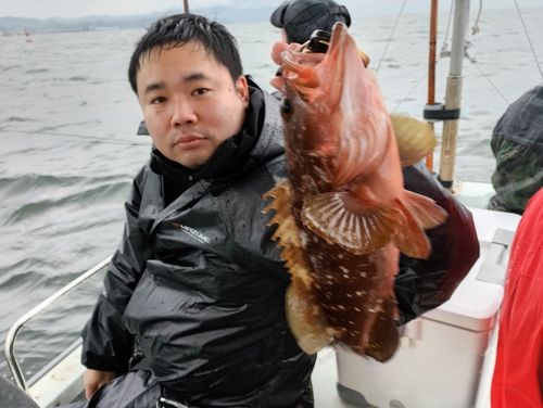 キジハタの釣果