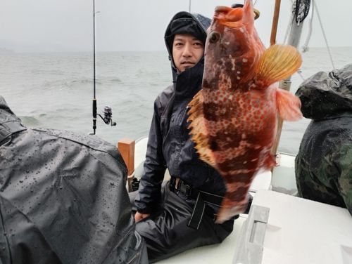 キジハタの釣果