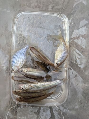 タイリクバラタナゴの釣果
