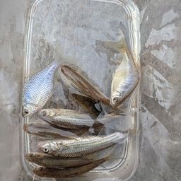 タイリクバラタナゴ