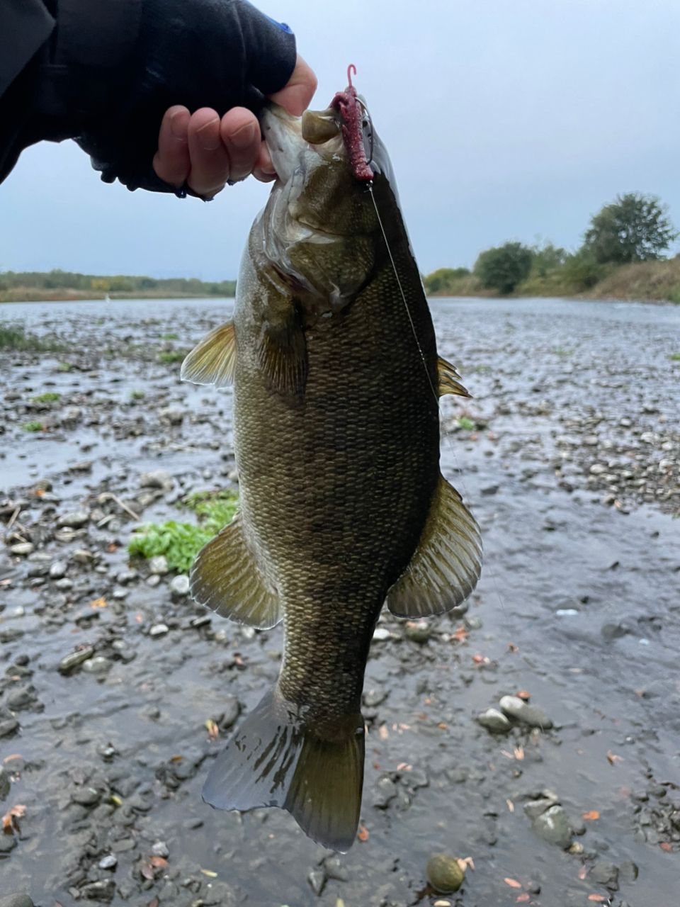 22 バンタム 168M 22 バンタム 168M 6.8ft 1ピース ベイト | シマノ | 22バンタム 168M