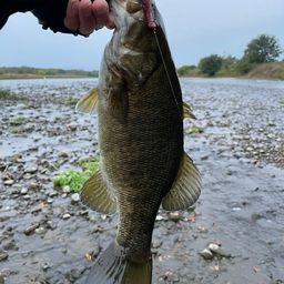 スモールマウスバス