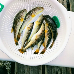 コモンフグの釣果