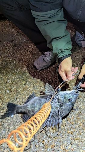 チヌの釣果
