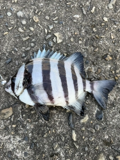 サンバソウの釣果