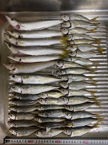 マアジの釣果