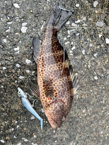 オオモンハタの釣果