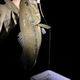 ラージマウスバス