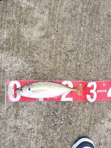 マアジの釣果