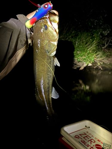 ラージマウスバスの釣果