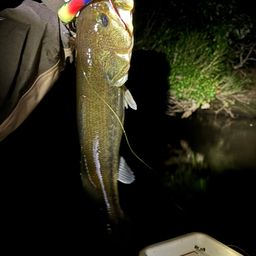 ラージマウスバス