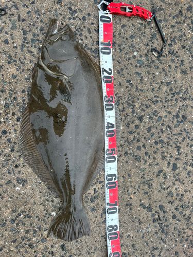 ヒラメの釣果